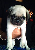 VODAFONE PUG PUPPY'S ARE AVALABLE, photo 1