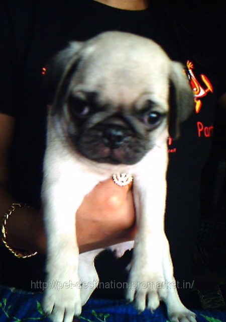 ... dogs other dogs national capital territory vodafone pug puppy s are