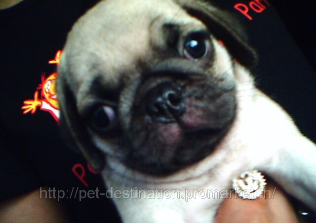 VODAFONE PUG PUPPY'S ARE AVALABLE, price ₨ 25,000 /pc(s)., buy ...
