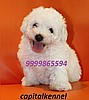 BICHON FRISE  EXCELLENT QUALITY PUPPIES FOR SALE @ 9999865594