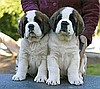 5 SAINT BERNARD (TOP QUALITY) FOR SALE STUNNING LITTER
