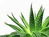 Aloe vera gel ORGANIC