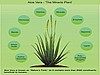 ORGANIC ALOE VERA JUICE