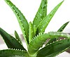 KOSHER RATED ALOE VERAGEL