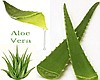 ALOE VERA KOSHER RATED 100 %