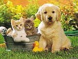 PET DESTINATION